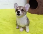 ウェルシュ・コーギー・ペンブローク【岡山県・女の子・2025年1月2日・レッド&ホワイト】の写真7