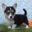 ウェルシュ・コーギー・ペンブローク【岡山県・女の子・2025年9月21日・ブラックタン&ホワイト(トライカラー)】の写真3