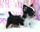 チワワ(ロング)【岡山県・男の子・2024年12月29日・ブラックタン&ホワイト】の写真6