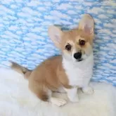 ウェルシュ・コーギー・ペンブローク【岡山県・女の子・2025年8月30日・レッド&ホワイト】の写真3