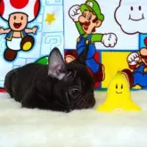 フレンチブルドッグ【岡山県・女の子・2025年5月21日・ブリンドル】の写真6