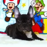 フレンチブルドッグ【岡山県・女の子・2025年5月21日・ブリンドル】の写真3