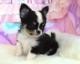 チワワ(ロング)【岡山県・男の子・2024年12月29日・ブラックタン&ホワイト】の写真7