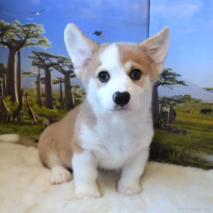ID:2408-02170の子犬