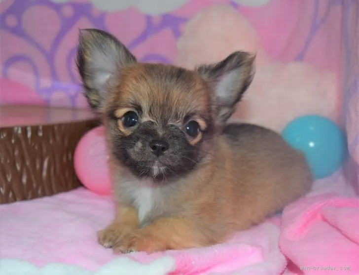 ID:1906-01753の子犬