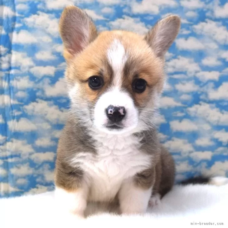 ID:2402-03897の子犬