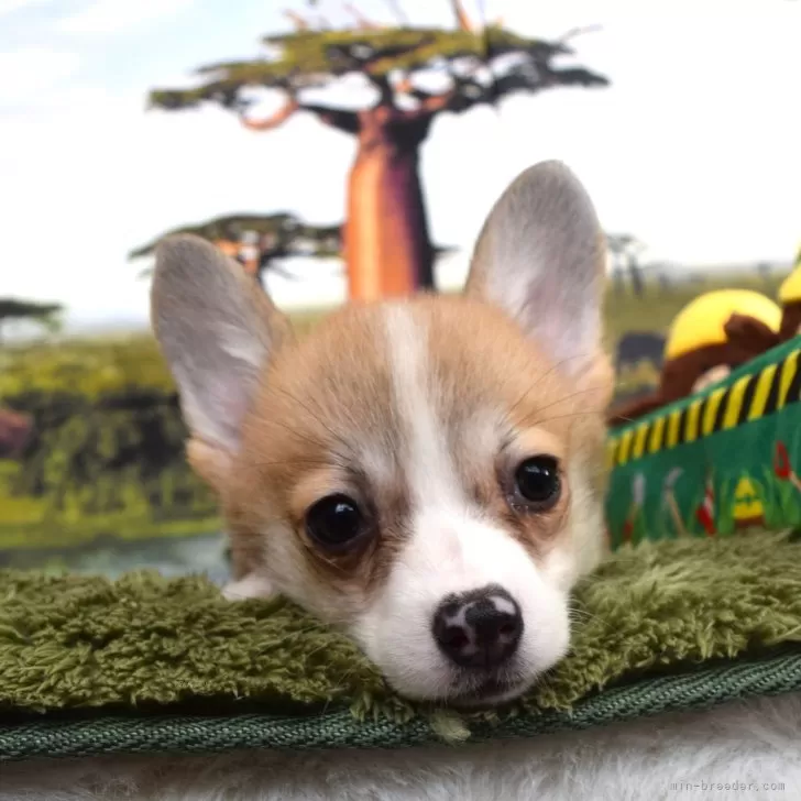 ID:2404-04530の子犬