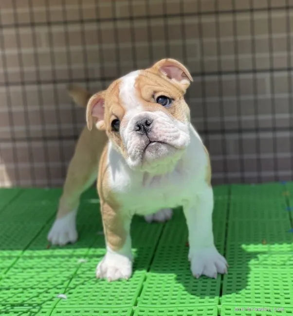 ID:2204-02037の子犬