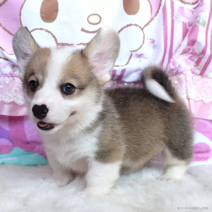 H.T 様のお迎えした子犬