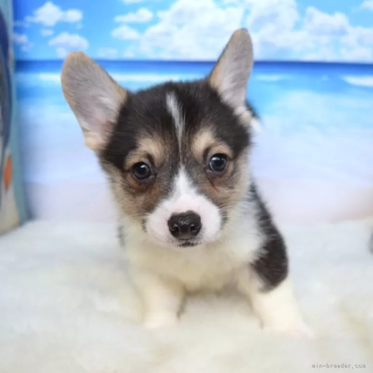 T.I 様のお迎えした子犬