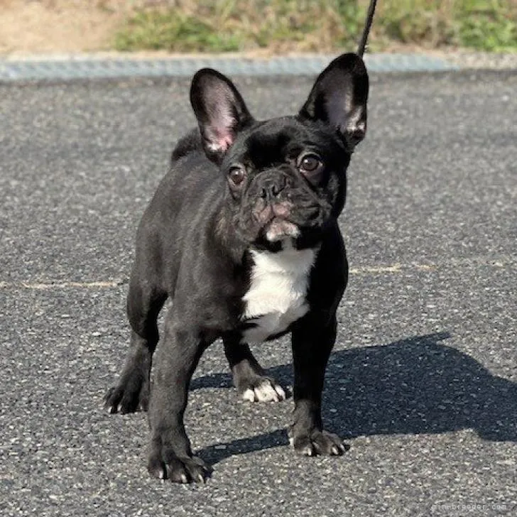 ID：2209-00446の子犬