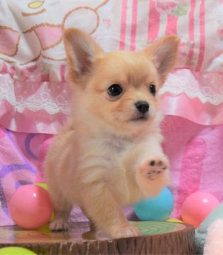 チワワ(ロング)【岡山県・男の子・2019年12月17日・クリーム&ホワイト】の写真「いつもそばにいるよ❤️」