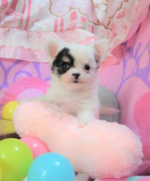 チワワ(ロング)【岡山県・男の子・2020年4月4日・ホワイト&ブラックタン】の写真「いつもそばにいるよ❤️」