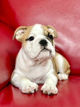 ブルドッグ【岡山県・女の子・2022年2月13日・レッド&ホワイト】の写真「いつもそばにいるよ♥」