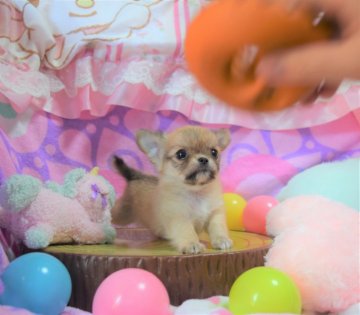 チワワ(ロング)【岡山県・男の子・2020年4月4日・フォーン&ホワイト】の写真「いつもそばにいるよ❤️」