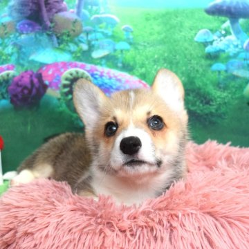 ウェルシュ・コーギー・ペンブローク【岡山県・男の子・2024年6月25日・レッド&ホワイト】の写真「いつもそばにいるよ❤️」