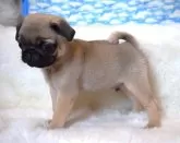 パグ【岡山県・男の子・2024年3月30日・フォーン】の写真2