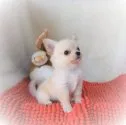 チワワ(ロング)【岡山県・男の子・2018年3月13日・クリーム】の写真4「♥Happiness is a warm puppy♥」