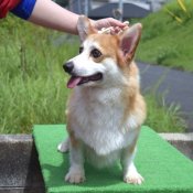 ウェルシュ・コーギー・ペンブローク【・女の子・2022年6月26日・レッド&ホワイト】