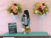 チワワ(ロング)【岡山県・男の子・2018年3月13日・クリーム】の写真5「この子のパパ、JKCチャンピオンのマシュくんです！！」