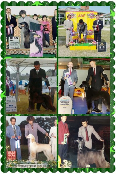 秋山　宣之(あきやま　のぶゆき)ブリーダー(静岡県・アフガンハウンドなど・JKC登録)の紹介写真1