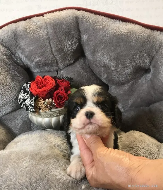 T.U 様のお迎えした子犬