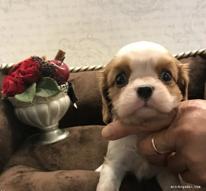 T.S 様のお迎えした子犬