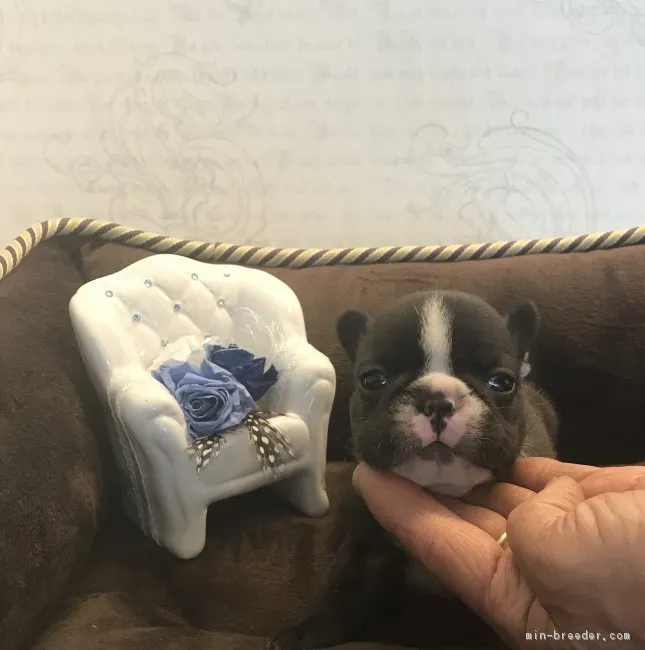 dodozo 様のお迎えした子犬
