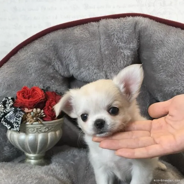 ID:2210-02365の子犬