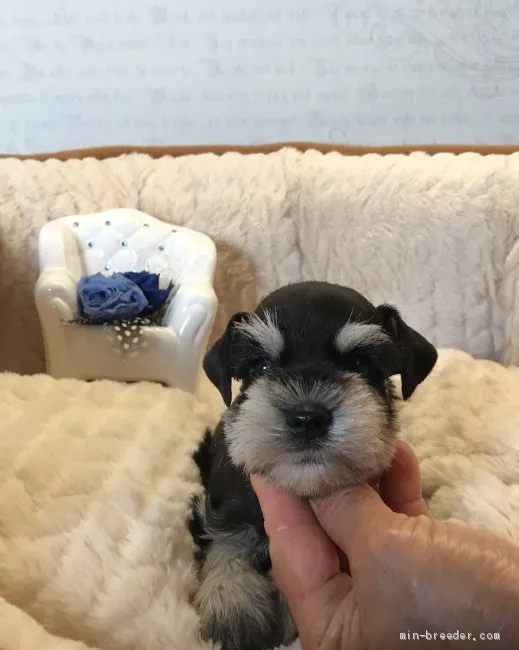 ID：2008-03002の子犬