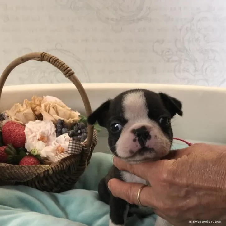 ボストンテリア【静岡県・女の子・2022年6月22日・ボストンカラー】の写真1