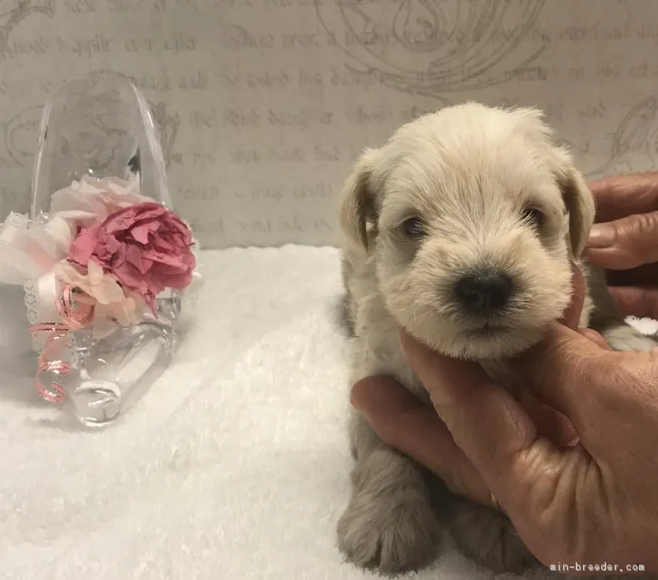 いちごmama 様のお迎えした子犬