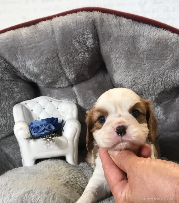 S.S 様のお迎えした子犬