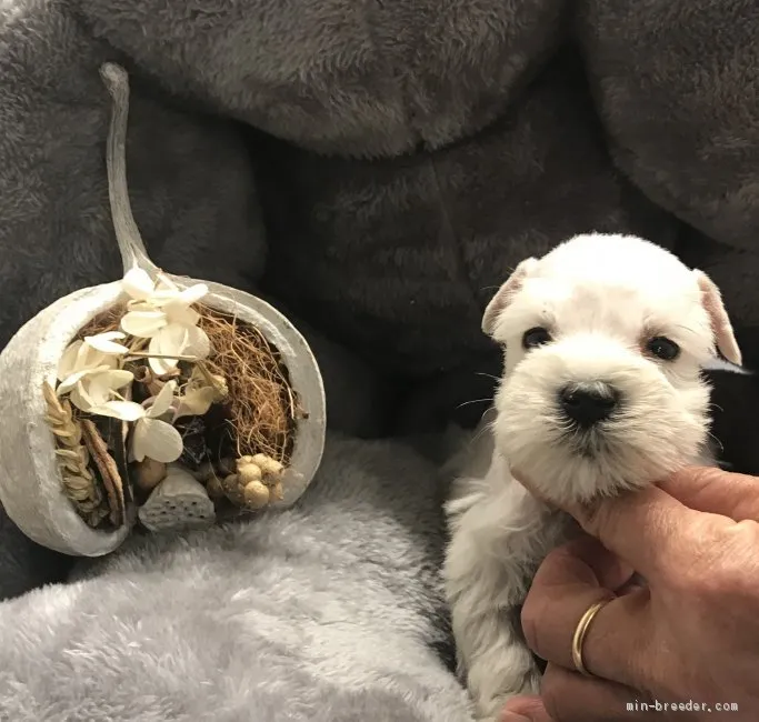 H.K 様のお迎えした子犬