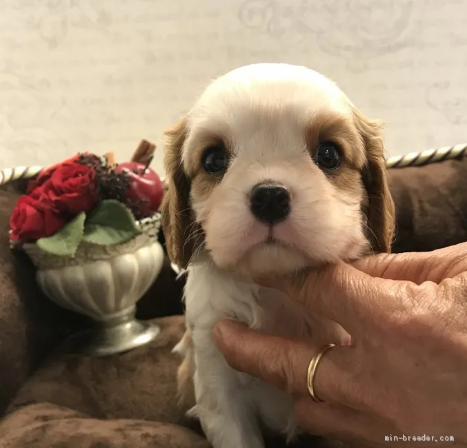 T.O 様のお迎えした子犬