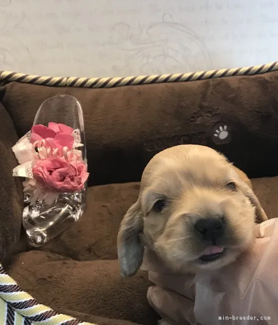 ID：1902-02996の子犬