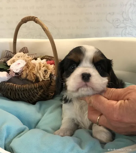 ID:2201-01817の子犬