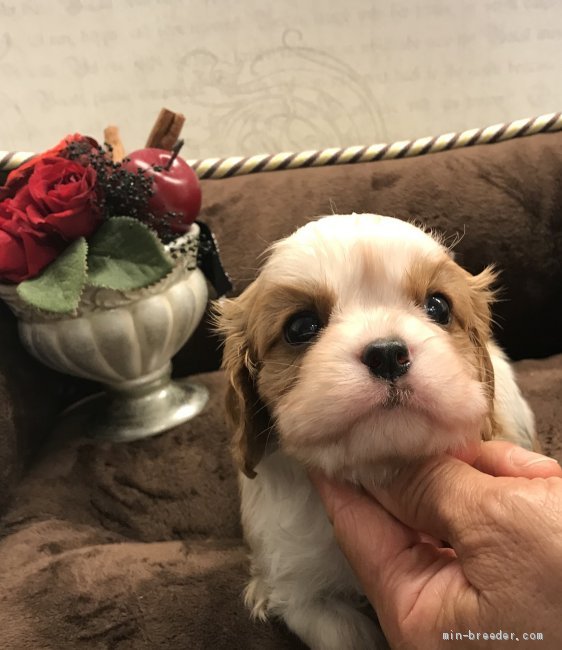 T.S 様のお迎えした子犬