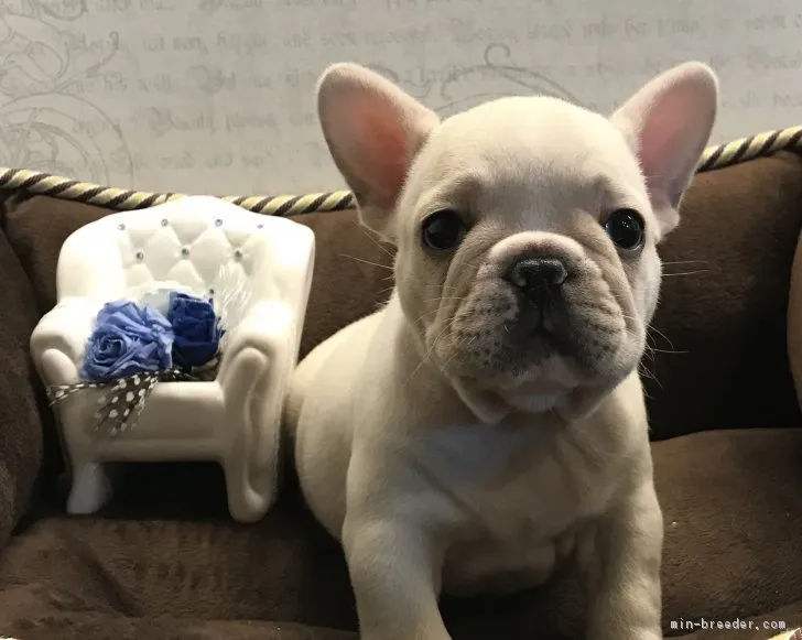 ID：1812-02886の子犬