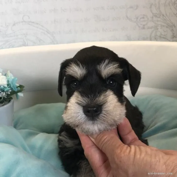 ID:2206-01550の子犬