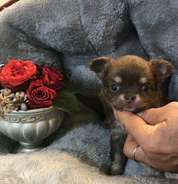 チワワ(ロング)【静岡県・女の子・2020年2月12日・チョコタン】の写真「小ぶりで可愛い！キャッシュレス5%還元」