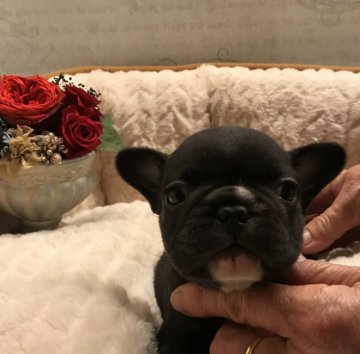 フレンチブルドッグ【静岡県・男の子・2019年10月9日・ブリンドル】の写真「コンパクトのショートボディにムチムチで潰れ顔！」