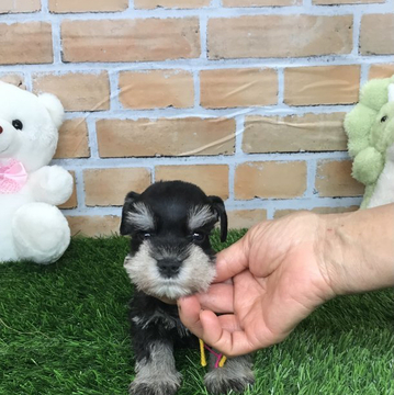 ミニチュアシュナウザー【静岡県・女の子・2022年4月6日・ブラックシルバー】の写真「ハッキリした色の可愛い兄弟❗️」