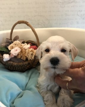 ミニチュアシュナウザー【静岡県・女の子・2021年11月19日・ホワイト】の写真「シロクマさん❗️」