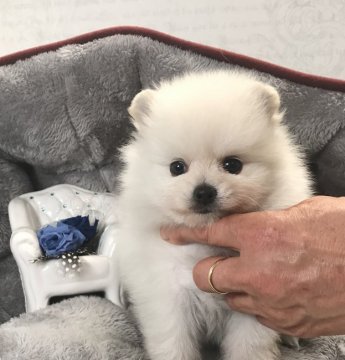 ポメラニアン【静岡県・男の子・2020年5月13日・クリーム】の写真「モフモフで可愛いポメちゃんです！」