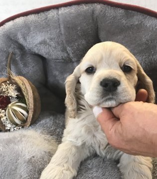 アメリカンコッカースパニエル【静岡県・男の子・2019年11月14日・バフ】の写真「品のある優しい雰囲気です。」