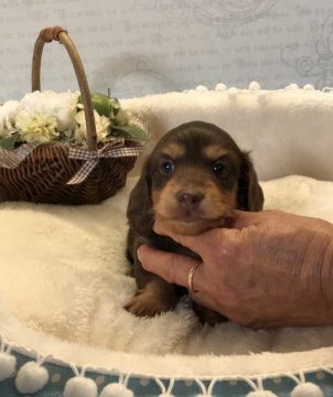 ミニチュアダックスフンド(ロング)【静岡県・男の子・2021年5月26日・チョコダップル】の写真「両親PRA遺伝子検査クリア❗️」