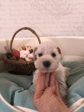 ミニチュアシュナウザー【静岡県・女の子・2021年12月18日・ホワイト】の写真「綺麗な柄と目のシュナ❗️両親遺伝子検査クリア❗️」