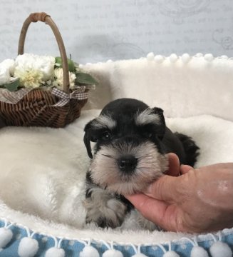 ミニチュアシュナウザー【静岡県・男の子・2021年5月22日・ブラックシルバー】の写真「綺麗な顔立ち！」