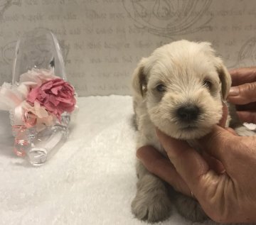 ミニチュアシュナウザー【静岡県・女の子・2018年10月10日・ホワイト】の写真「白くま」